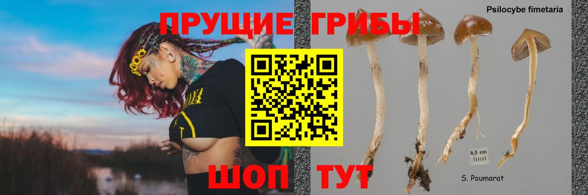 Галлюциногенные грибы Psilocybine cubensis Армавир